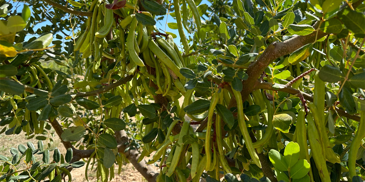 Carrubo, la nuova opportunità per l'agricoltura del sud Italia